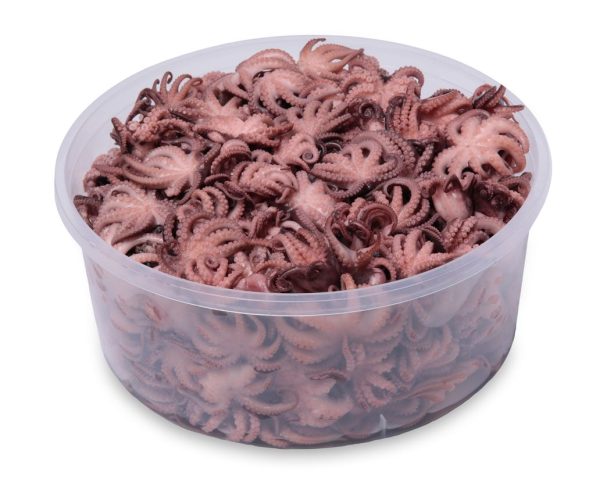 Tentacule de Poulpe – Image 6