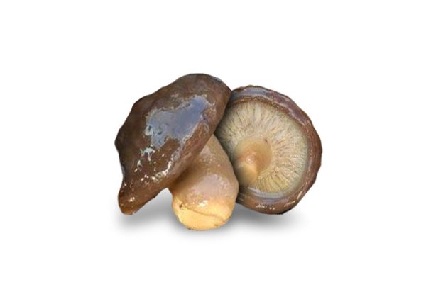 Champignon Shitake