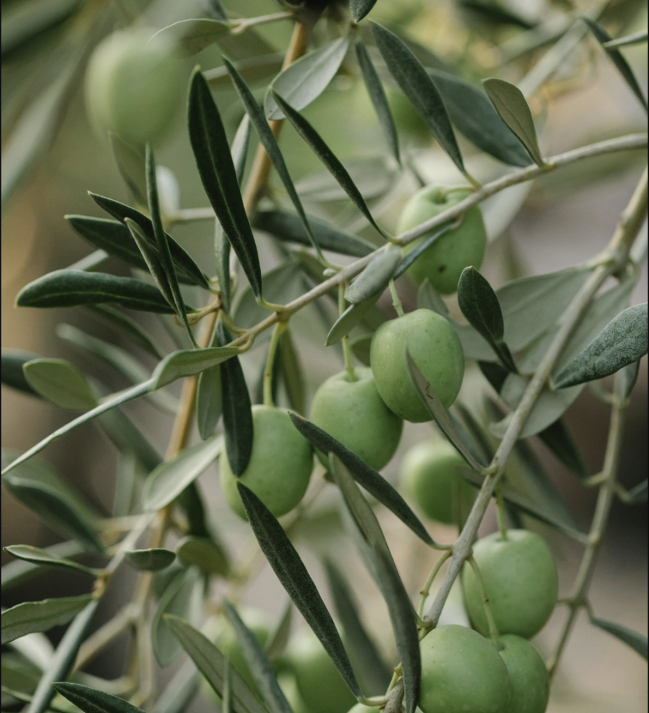Olives